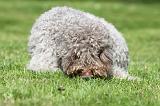 LAGOTTO CAVAGE 076